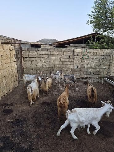saanen kecisi: 2dənədə balalı keçi içində Bozbaş və anglo-nubian qarışığı yerli — 8