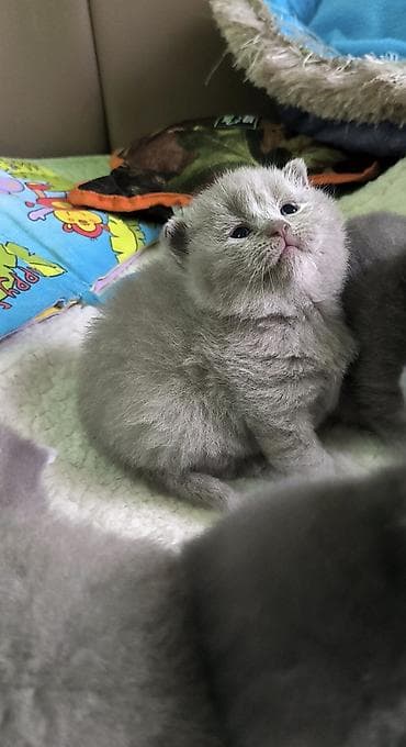 gencede heyvanlar: Britan — 3