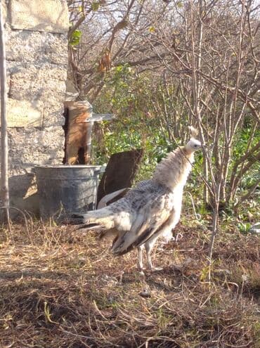 ağ kəklik: Salam aleykum. Satışda bir cüt ağ tovuzquşu var. 6 ayliqdirlar. cütü — 2