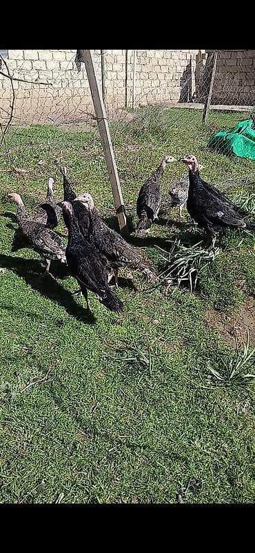 3 ayliq hiduwqa balalari satlir butun malicesi olunub saqlam temiz