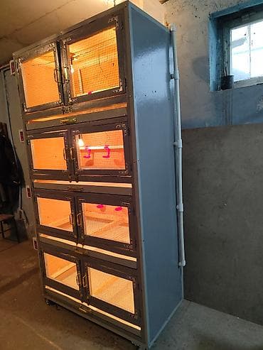 İnkubatorlar: Şəxsi təsərrüfat qurmaq isdəyirsən? biznes yaratmaq isdəyirsən? onda — 10