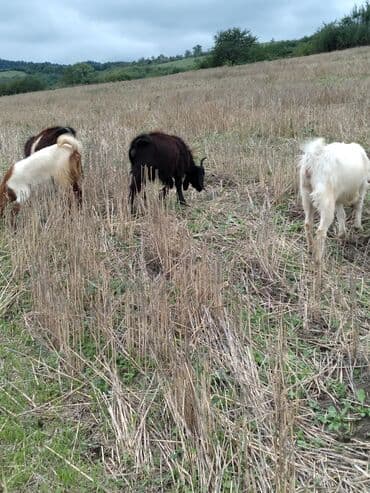 çəpiş əti: Keçilər satılır razılaşma yolu ilə - Növ: yerli keçilər (dişi və — 2