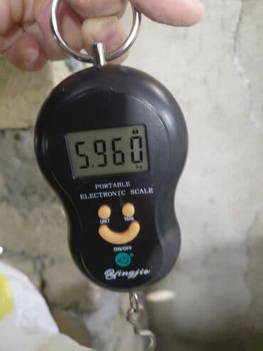 dovsan balasi: Salam təmiz qan sağlam Kalfornya və Burqun dovşan balaları satılır — 8