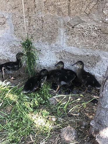 5 Ədəd Çöl Ördəyi Balalar 20 Günlük 1 İ 10 Azn