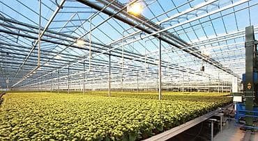 Şitillər: Parnik illik icarəyə verilir Çox xahiş olunur bu sahədə fəaloyyət — 2