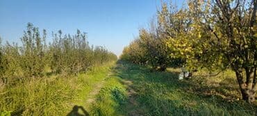 Gübrələr: Goranboy rayonu, Hazırəhmədli kəndində yerləşən 2 hektar meyvə bağı — 3