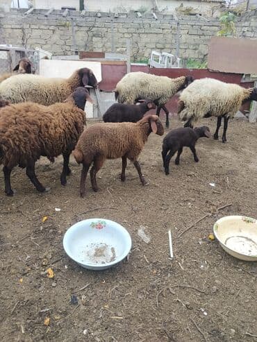 bmw 3 серия 328xi at: Erkək, Qala, il: 1, 70 kq — 3