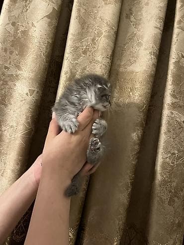 pişik yuvası: Boz rəngli, uzun tüklü balaca pişik balası - Cins: Ev pişiyi (uzun — 1