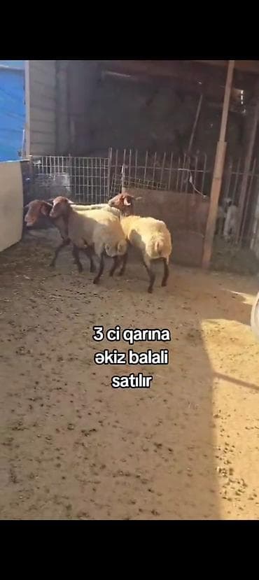 at satiram: 3-cü qarnına əkiz balalı qoyun satılır dişi balali istəyən olsa yazsın — 4