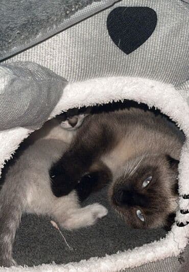 кошка: Сиамская, Самка — 5