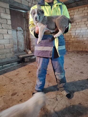 2 ay, Dişi, Peyvəndli, Ödənişli çatdırılma