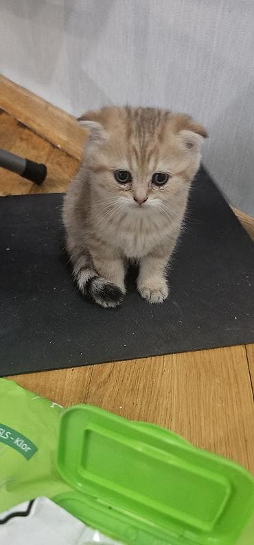 ev meymunları: Şotland, Erkək, Yaxşı əllərə, Ünvandan götürmə, Ödənişli çatdırılma — 2