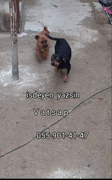 кокер спаниель баку: Yaxsi it axdaranlar yazsin Məlumatda göstərilən kimi əlaqə üçün — 1