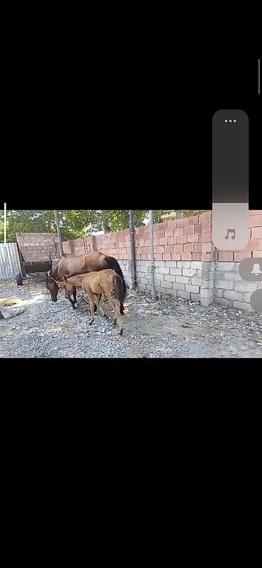 Satılır: dişi at bala ilə birlikdə - Növ: at - Rəng: qızılı-kəhvəyi -