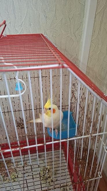 Digər heyvanlar: Tecili satiram kim istese wap chat eleqa saxliya biler 0517854649 — 1