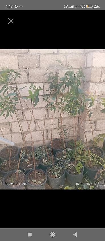 1.80 yolka: 🌿 EVKALİPT AĞACLARI SATIŞDA! Sürətlə böyüyən, davamlı və dekorativ — 2