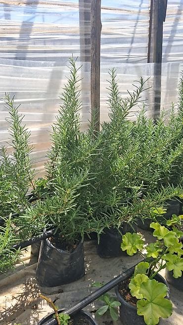 torba: Məhsul: Rozmarin (Rosmarinus officinalis) qiymət 50qəpik fidanları – — 3