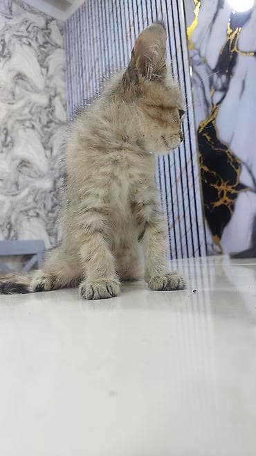 piṣik: Qızıl şinşilla, Erkək, Yaxşı əllərə, Ödənişli çatdırılma — 2