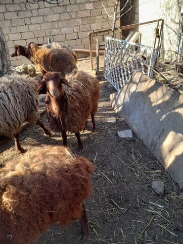 qoyun quyrugu: Qoyun sürüsü – yerli qaragül/qəhvəyi rəngli xallı uzun yununlu — 3