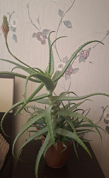 Ağaclar: Satılır: otaq bitkiləri (şəkillərdəki qabları ilə) 1) Oxalis — 5