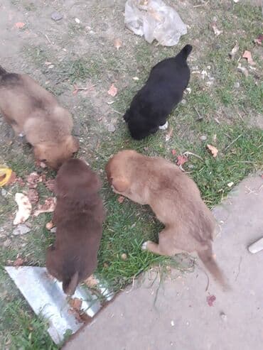 Məhsul: Zvanok balaları - Sevimli zvanok balaları şəkillərdədir — 9