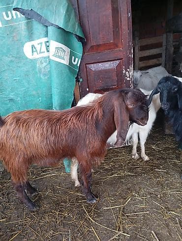 qoyunla: Satılır. safqan hələb erkeyi 7 aylıqdı. qoyun quzu ilə barter olunur — 1