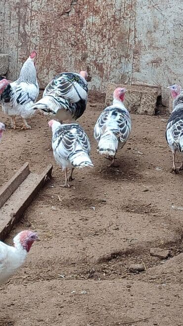 kənd colpası satışı: Dört Damazlıq Hinduşka satılır bir Erkek üç ədəd fere heyvanlar — 2