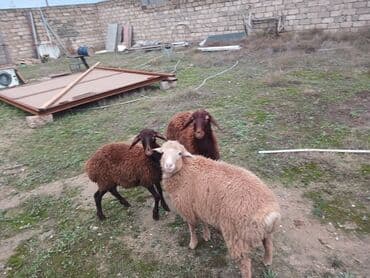 Inəklər, öküzlər: Qoyunlar – yerli cins - Şəkillərdə 3 baş qoyun göstərilir (1 ədəd — 3