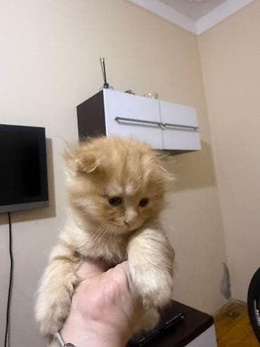 bala pişiklər: Balaca zəncirotu rəngli pişik balası - Uzun və yumuşaq tüklü, bal — 2