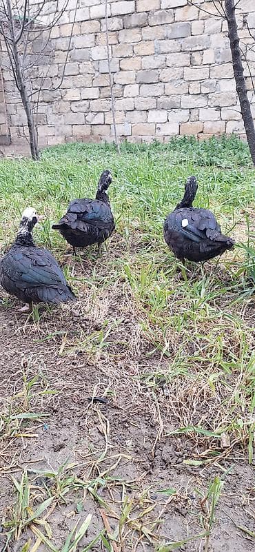 yuxuda ördek balası görmek: Lal ördekler xoruzlar 35 fere 30 manat — 2