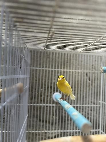 pit bul: Bülbül Kanarya quşları cütdülər erkəy oxuyur qızğın quşlardır kim — 3