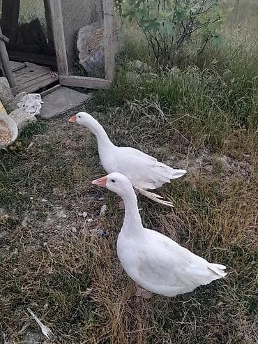 arpa bugda satisi: 1 cüt erkey dişi qaz satılır cütü 50 manat — 2