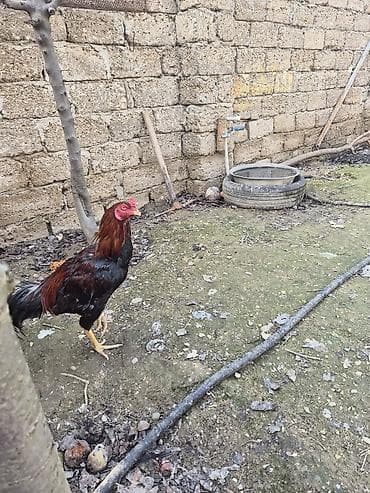 Məhsul: Xoruz (yerli həyət quşu) Təsvir: - Rəng: qara-bənövşəyi