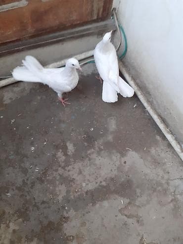 goyercinlər: Səkkiz ədəd eni qiyrudu səkkizini götürən olsa üstə üstə 20 manat — 6