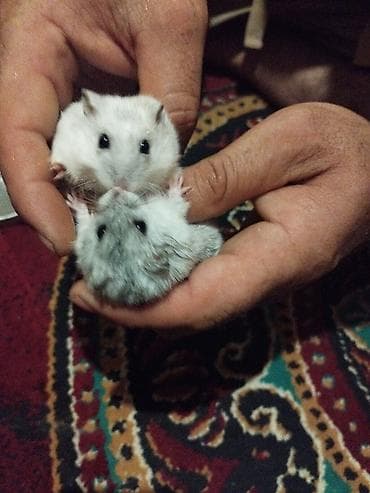 su samuru: Dwarf hamster cütlüyü - Növ: xırda cins (cütdə), yumşaq tüklü, qara — 1