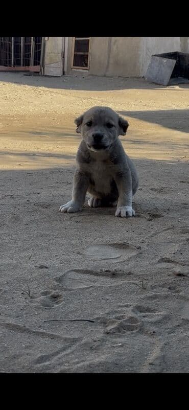 сайт продажи собак: 1 месяц, Самец — 1