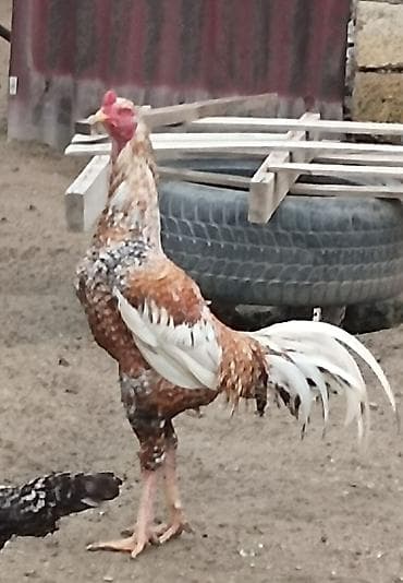 Mayalı Pileymut Heyratı yumurtaları satılır isdeyen vacapdada elaqe