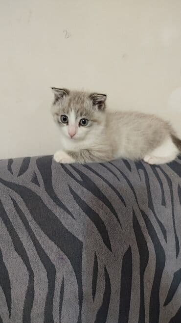 avcarka balaları: Yaxşı əllərə — 1