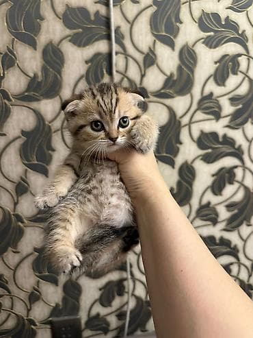 Şotland yastı qulaq