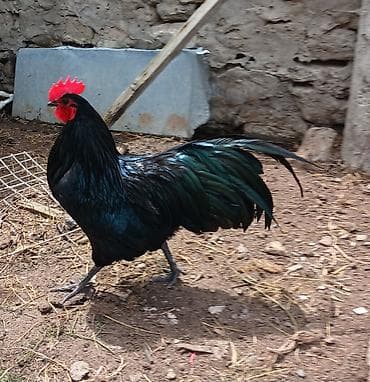 essek sudu satilir: Avstralop toyuqlarının mayalı yumurtası.Qiymət 80 qəpik — 4