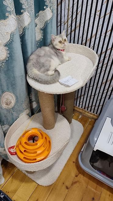 pişik pişik: Sarı olan 70 silver şişila ise 130 za Skottiş Fold/Skottiş Straight — 4