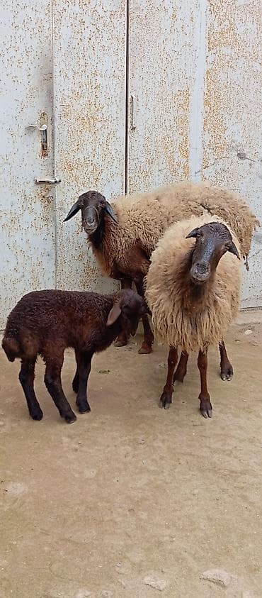 pudel disi: Salam ünvan Bakıin maştağa kendi obşi 3 baş heyvanlar 1 baş ana-bala 1 — 1