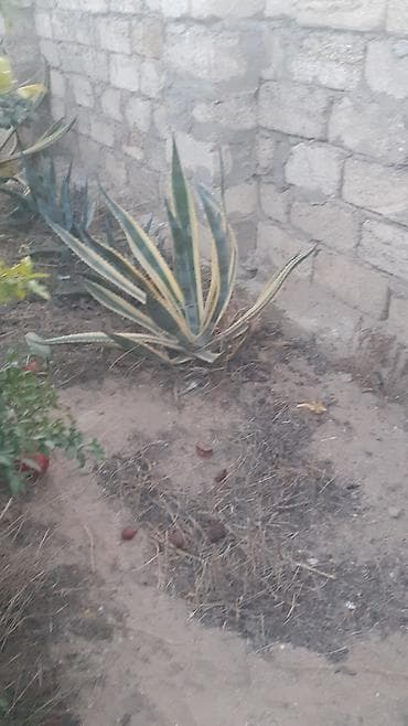 karbamid gübrəsi: Aqava və palma bitkiləri - Aqava americana (yaşıl-zolaqlı və mavi-boz — 3