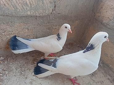 tovuzqusu satisi: Hazır cut Goy seykalar satılır 17.18.tukduler cilpag stoykalı ucan — 1