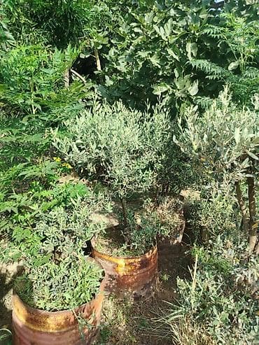evkalipt ağacı: Zeytun ağacları – dekorativ formaya salınmış, konteynerdə — 4