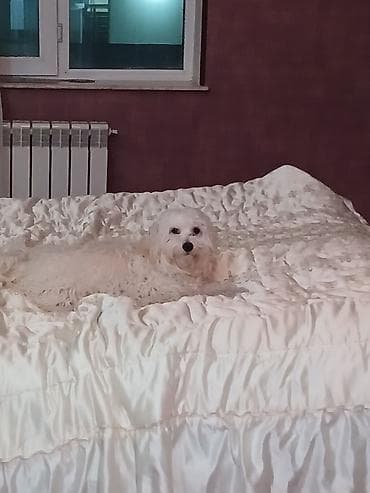 maltese terrier qiymeti: Malta bolonka, 11 ay, Erkek, Peyvəndli, Ünvandan götürmə — 2