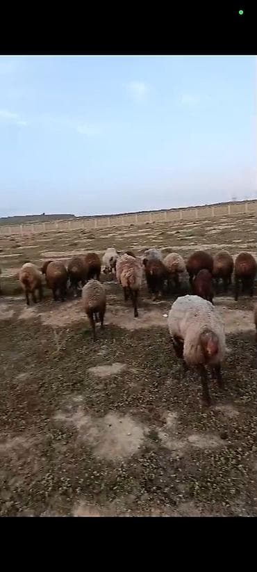 qoyun boğaz: Qoyun sürüsü satılır – ətlik və damazlıq üçün əlverişli yerli cinslər — 3