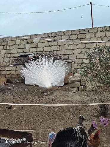 ağ quyruq ağlıca: Bir cün Ağ tovuz quşu – bir ədəd də qaraqanad dişi. Heyvanlar hamısı — 2