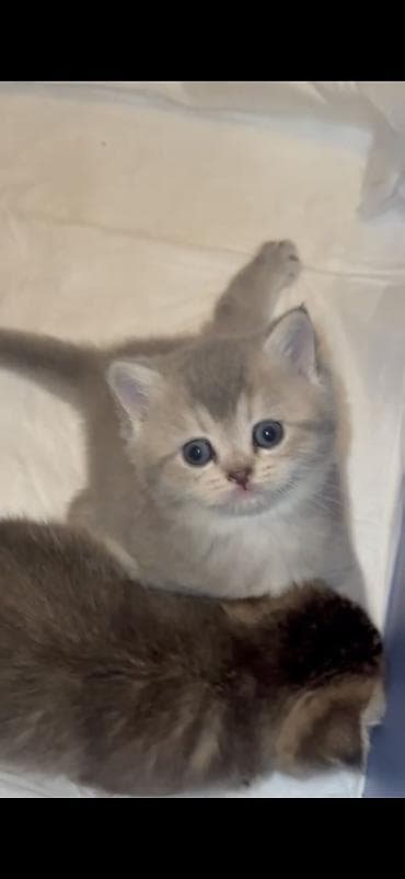 cins atlar: Şotland, Erkək, Dişi — 2