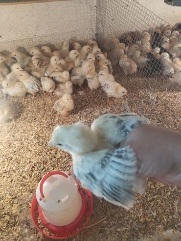 Toyuq cücələri, Damazlıq, Ünvandan götürmə, Pulsuz çatdırılma, Ödənişli çatdırılma